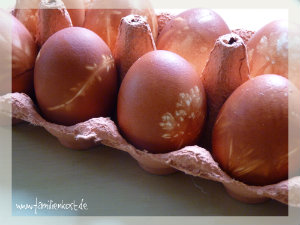 Zwiebelschale