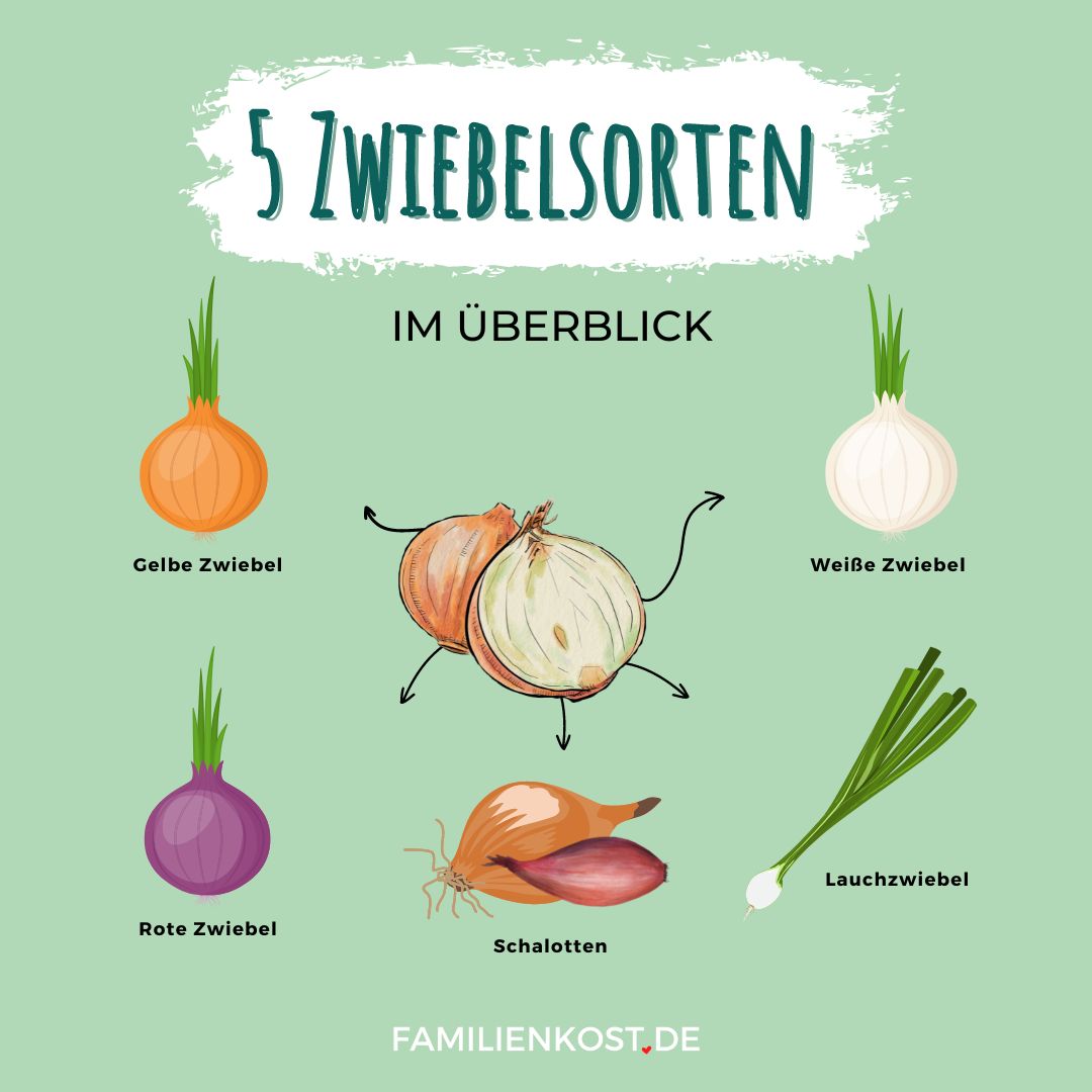 Zwiebelsorten im Überblick